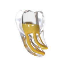 FANTA - Endo training tooth